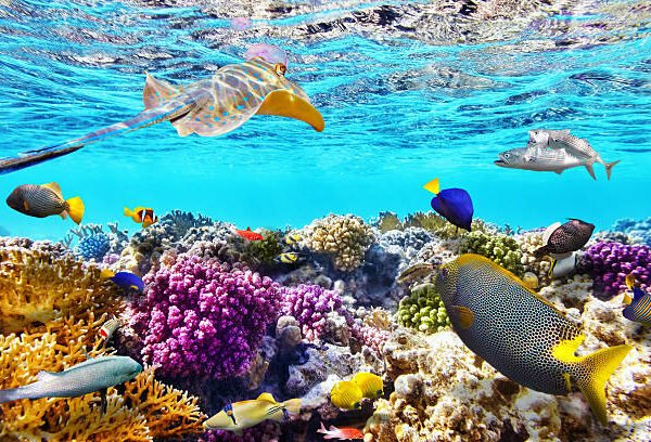 Wonderful and beautiful underwater world with corals and tropical fish.